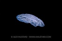 Lionfish Eggs, Indonesia