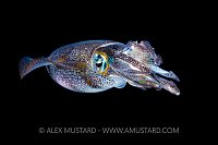 Squid Hunting, Indonesia
