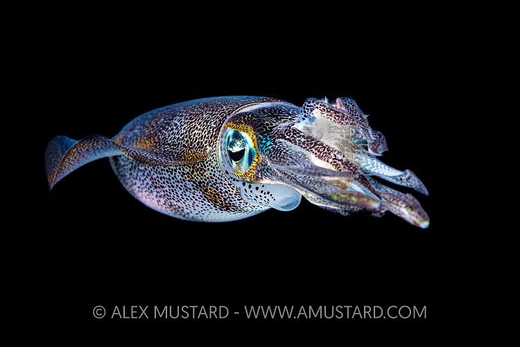 Squid Hunting, Indonesia
