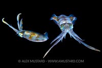 Squid Pair, Indonesia