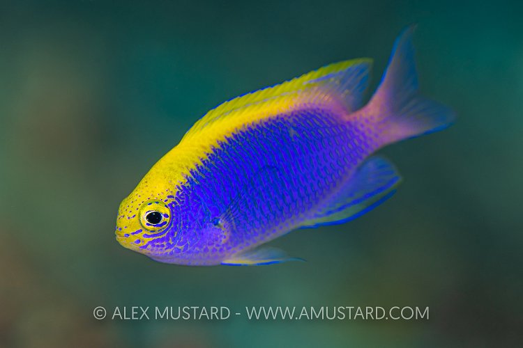 Damselfish Portrait, Indonesia