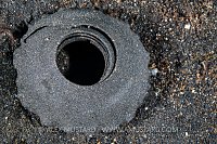 Snail Eggs, Indonesia