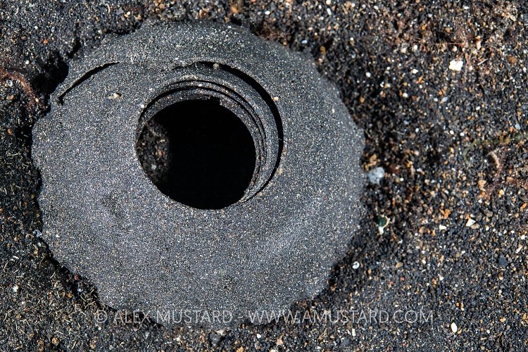 Snail Eggs, Indonesia