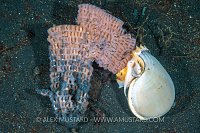 Snail Laying Eggs, Indonesia