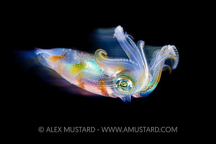 Squid Blur, Indonesia
