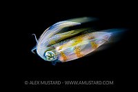 Squid Blur, Indonesia