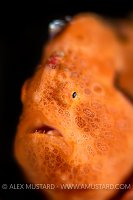 Painted Frogfish Portrait, Indonesia