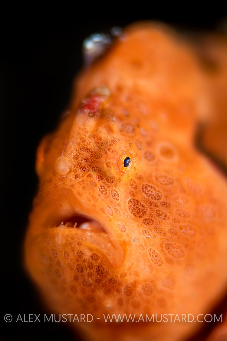 Painted Frogfish Portrait, Indonesia