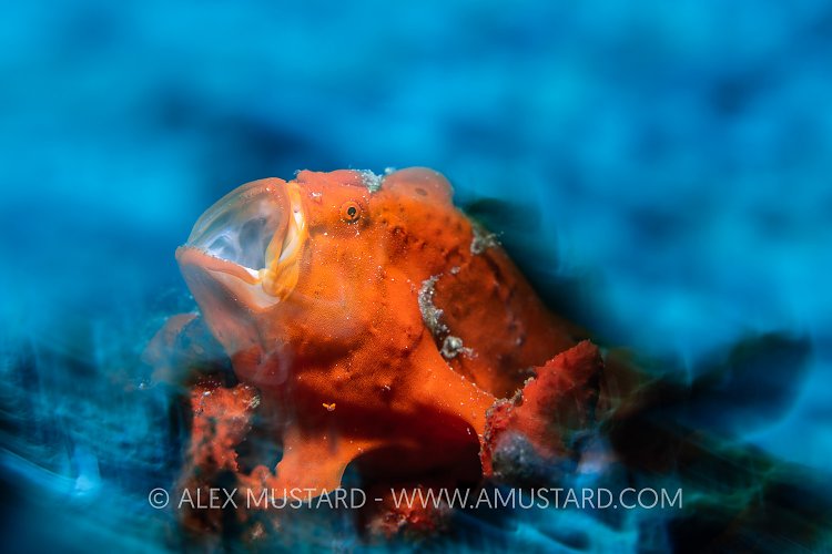 Yawning Frogfish, Indonesia