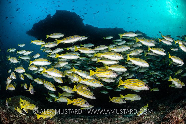 Snappers On Reef, Maldives