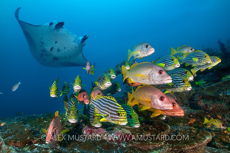 Manta Cleaning Station, Maldives