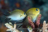 Spawning Damsels, Maldives