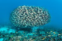 Snapper Ball, Maldives