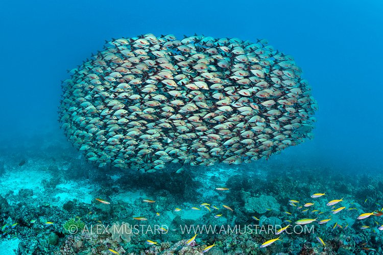 Snapper Ball, Maldives