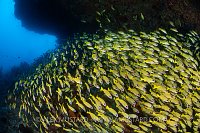 Snappers Under Overhang, Maldives