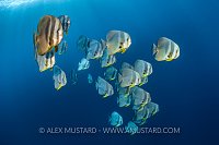 Batfish School, Maldives