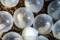 Flambo Eggs, Philippines