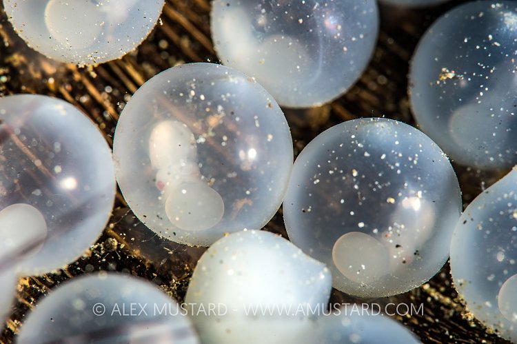 Flambo Eggs, Philippines