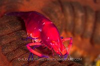Emperor Shrimp, Philippines