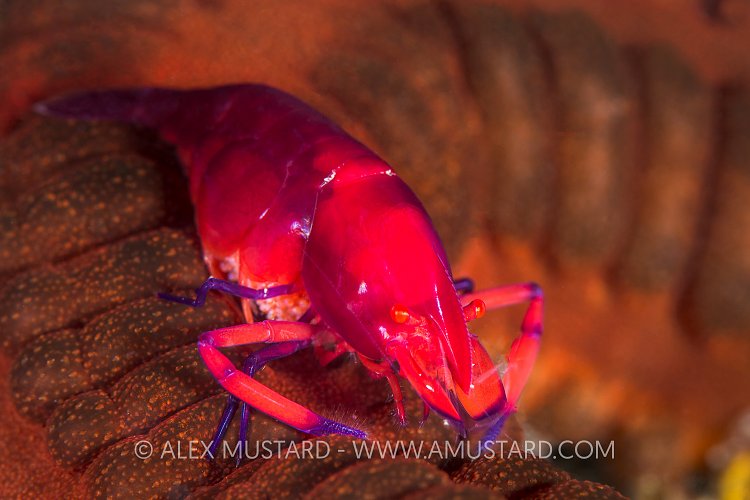 Emperor Shrimp, Philippines