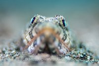 Lizardfish Portrait, Philippines