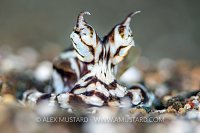 Mimic Face. Philippines