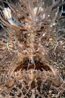 Hairy Frogfish Portrait, Philippines