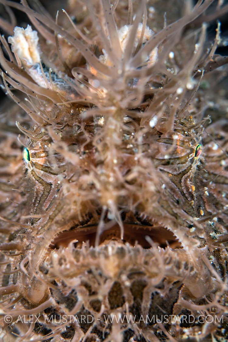 Hairy Frogfish Portrait, Philippines