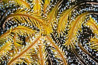 Crinoid Patterns, Philippines