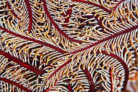 Crinoid Patterns, Philippines