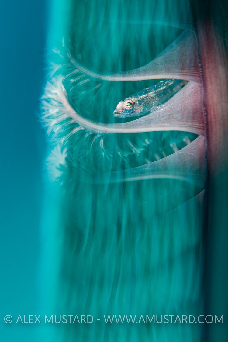 Goby Blur, Philippines