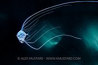 Fancy Fins, Philippines