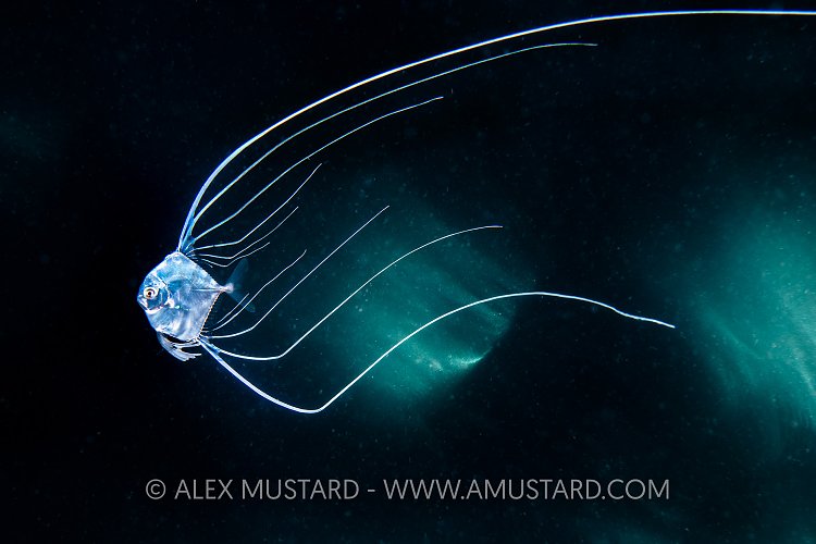 Fancy Fins, Philippines