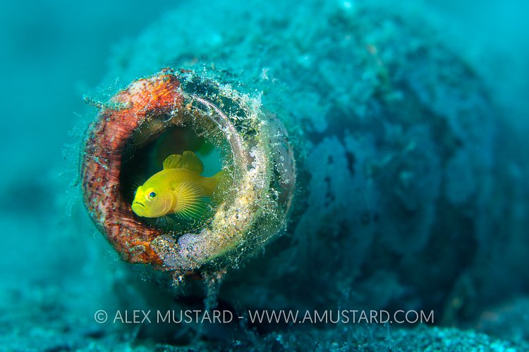 Peek-A-Boo, Philippines