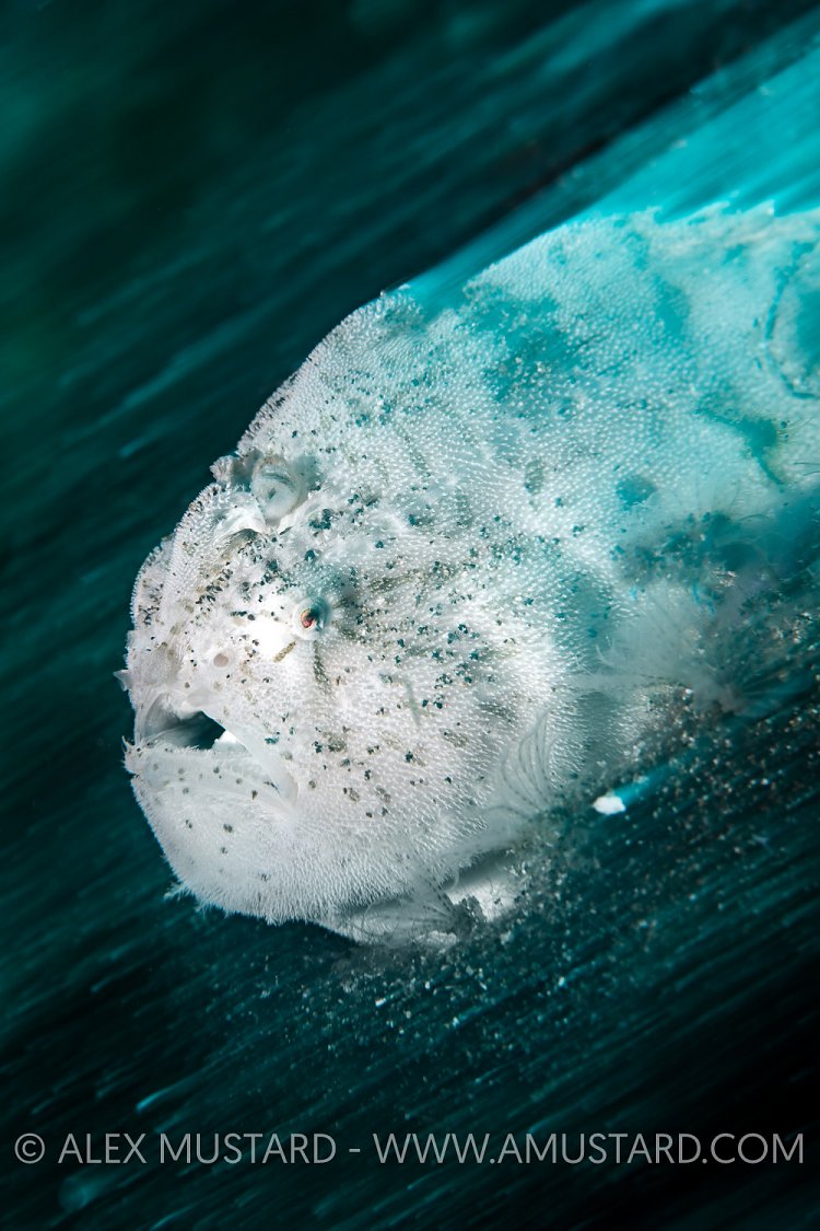 Striated Frogfish Portrait, Philippines