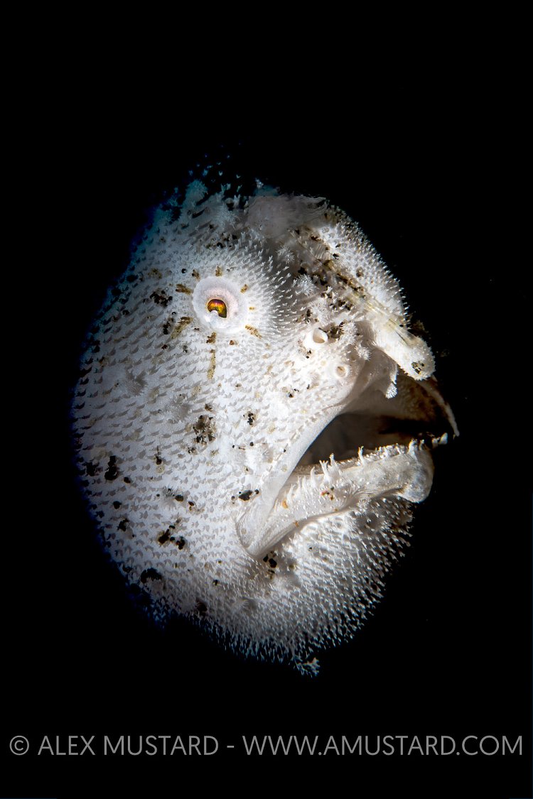 Frogfish Face, Philippines