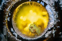 MGM Goby, Philippines