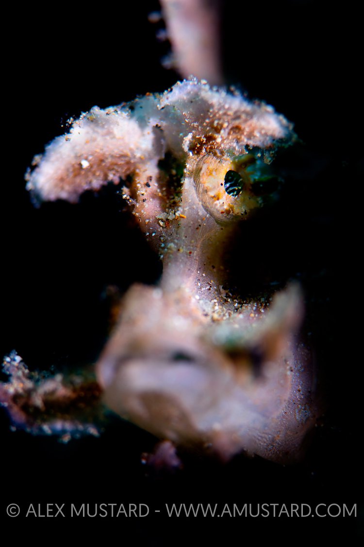 Rhinopias Portrait, Philippines