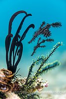 An Illustration Of Camouflage, Philippines