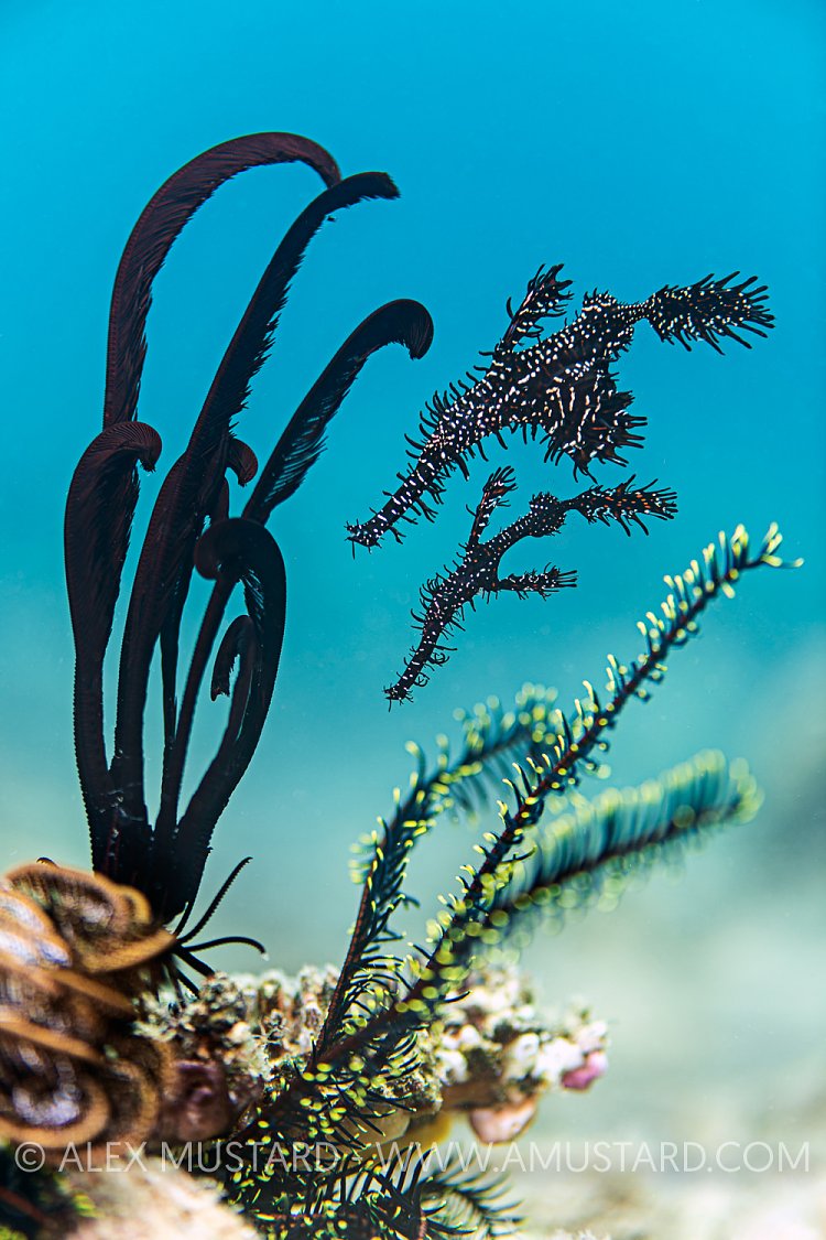 An Illustration Of Camouflage, Philippines