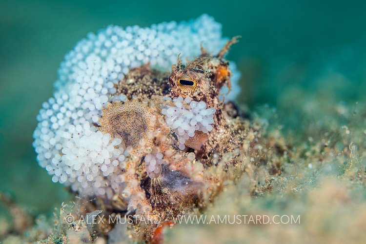 Octopus With Eggs, Philippines