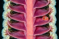 Ghost Goby Rib Cage. Philippines