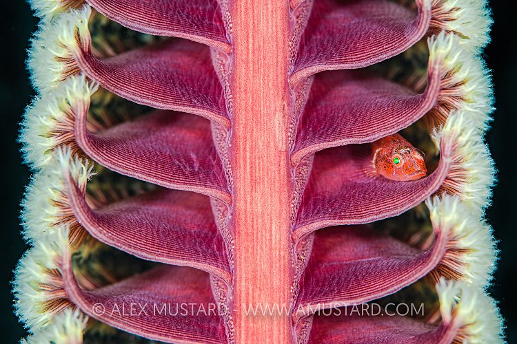 Ghost Goby Rib Cage. Philippines