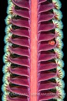 Goby In Sea Pen, Philippines