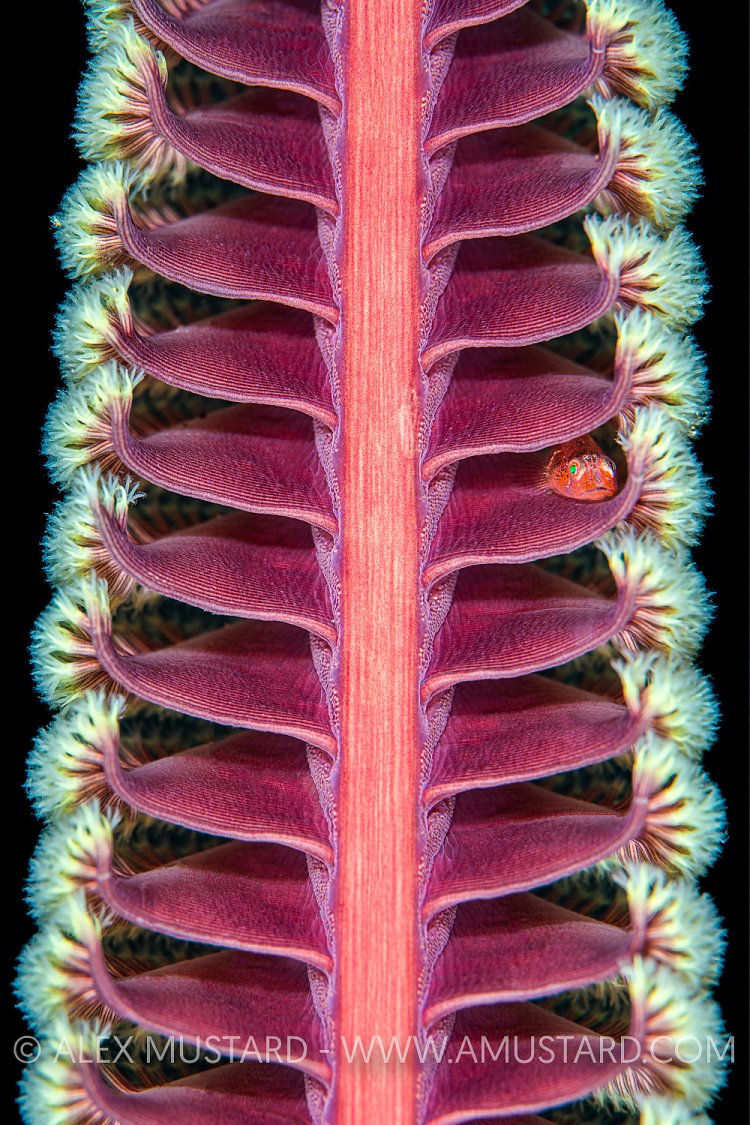 Goby In Sea Pen, Philippines