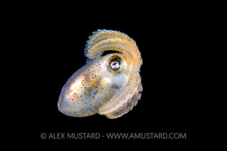 Paper Nautilus, Philippines