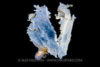 Plastic Octopus, Philippines