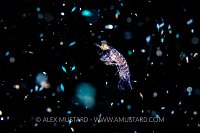 Zooplankton, Philippines