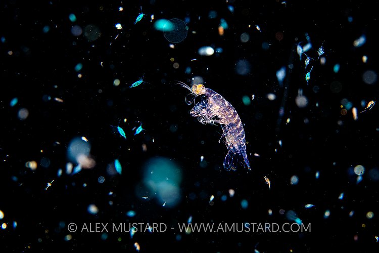 Zooplankton, Philippines