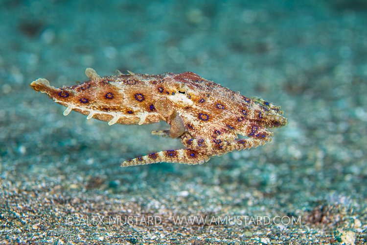 BLue Ring On The Move, Philippines